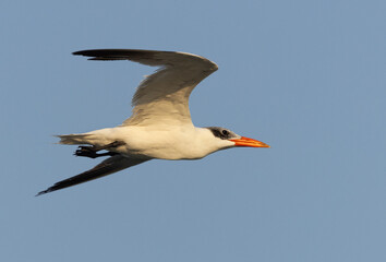 Caspian tern flying at mammer creek, Bahrain