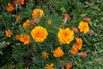 Flores Tagetes, flor-dos-mortos ou cravo-amarelo.