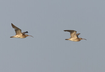 A pair of Whimbrel flying at mameer coast, Bahrain