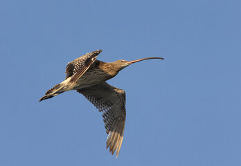 Obraz premium Eurasian curlew flying at Mameer creek, Bahrain