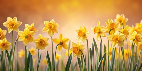 Fototapeta premium A bright yellow daffodil field with tall stems swaying gently in the breeze, set against a soft pinkish-brown background