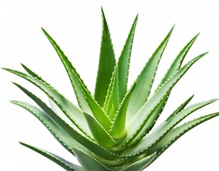 Fototapeta premium Aloe vera slices with water splash isolated on white background
