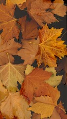 Herbst Blätter Draufsicht