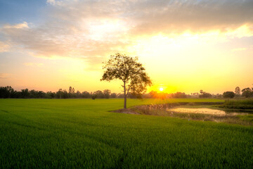 Obraz premium sunset over the field