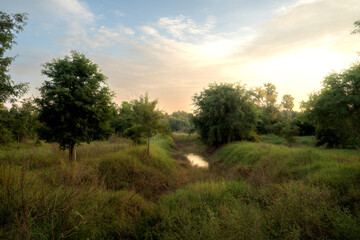 sunset in the forest