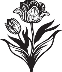 tulip flower with a white background