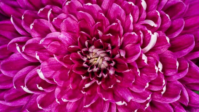 Red Chrysanthemum Flower Moving Petals While Blooming in Time Lapse Close Up