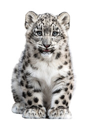 Fototapeta premium ユキヒョウの子供と白い背景（Snow leopard cub and white background） 