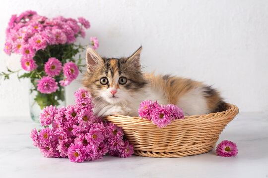 Kitten calico cat among pink flowers