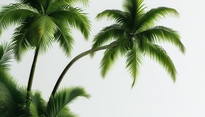 Lush Tropical Palm Trees with Vibrant Green Foliage Against a Clean White Background