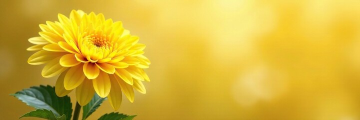 Golden hues of yellow chrysanthemum against soft, muted background, nature, flowers, blooms