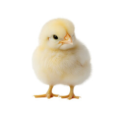 Obraz premium baby chicken isolate die cut