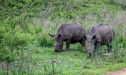Naklejka premium Rhinos grazing in Hluhluwe National Park, South Africa. Two white rhinoceros in nature