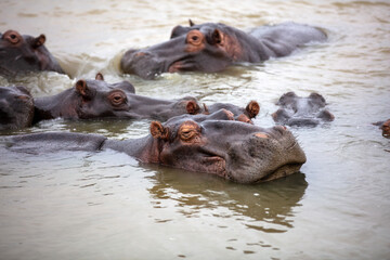 Hippopotamus in the water, hippos family swimming in the river, National Park, South Africa