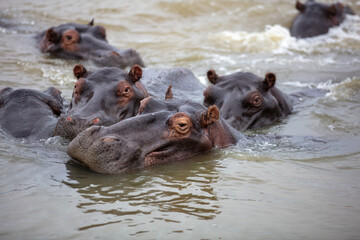 Hippopotamus in the water, hippos family swimming in the river, National Park, South Africa