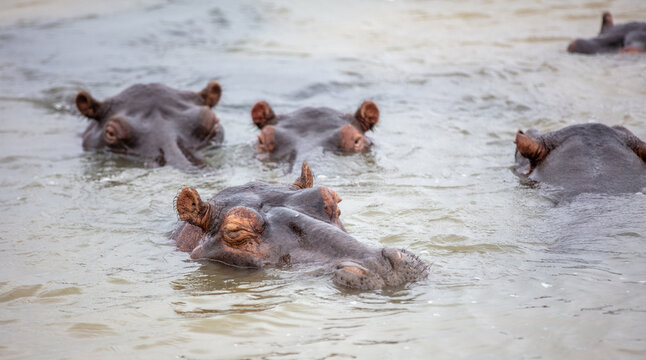 Hippopotamus in the water, hippos family swimming in the river, National Park, South Africa
