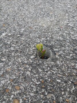 Never give up!  A small plant grows from a hole in the asphalt parking lot.