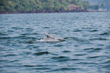 Fototapeta premium Dolphins in the sea