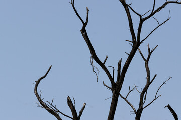 Tree branches against sky