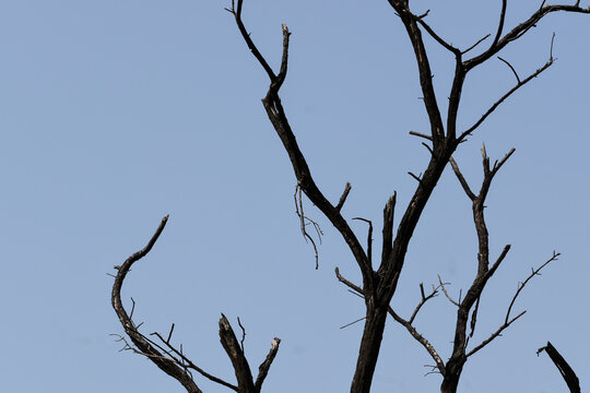 Tree branches against sky