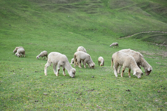 sheep in the field
