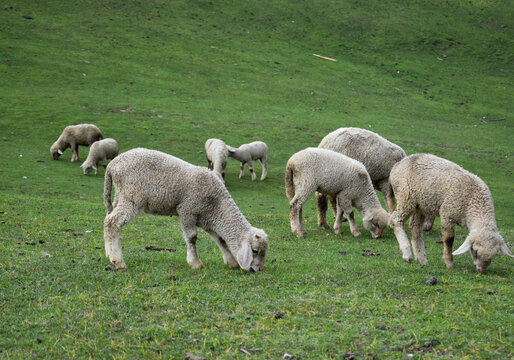 sheep in the field