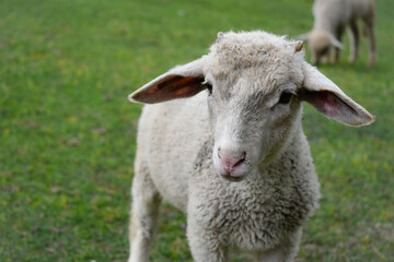 Portrait of sheep in the field 