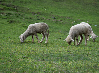 sheep in the field
