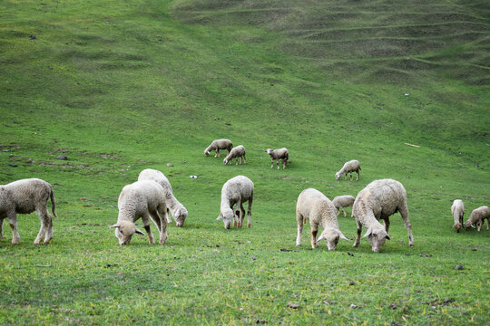 Flock of sheep in the field 