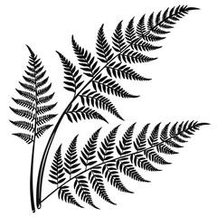 Wild Fern vector silhouette black design white background