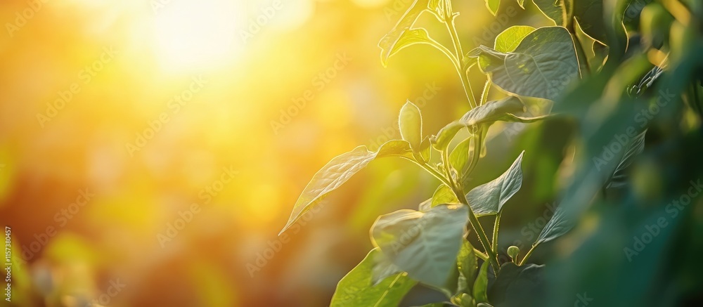 Aufkleber green bean crops in a sunlit field during sunset with a blurred background and ample space for text 