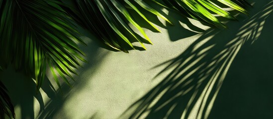 Tropical Leaf Shadows Casting on Green Background with Empty Space for Text or Design Elements
