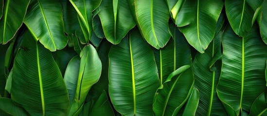Lush green banana leaves create a vibrant border with ample empty space for customizable text or graphics in a tropical setting