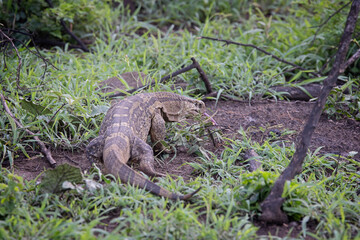 African Rock Monitor prowling on ground with tongue out in african bush in Hluhluwe Imfolozi National Park, South Africa