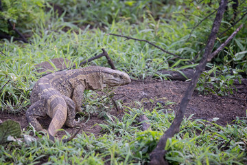 African Rock Monitor prowling on ground in african bush in Hluhluwe Imfolozi National Park, South Africa