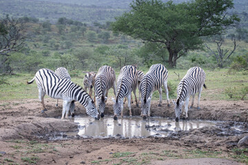Obraz premium Group of Plains Zebra including young drinking at small waterhole at dusk in Hluhluwe Imfolozi National Park, South Africa