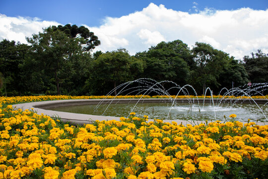 Fonte de &aacute;gua com jardim de flores Tagetes, flor-dos-mortos ou cravo-amarelo.
