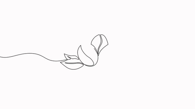 Video. Continuous single line coffee bean pattern. Whole healthy organic coffee bean, cafe concept, for restaurant menu. Animation on white background 4K.