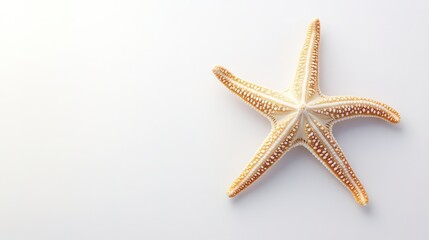 lone starfish on simple white background with soft shadow beneath it
