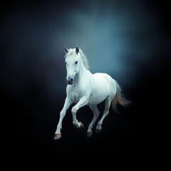 Fototapeta premium White horse runs gallop isolated on the black