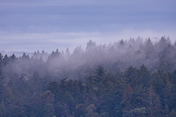 Tranquil Foggy Forest Landscape on Vancouver Island