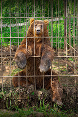 Save and protect the animals concept.