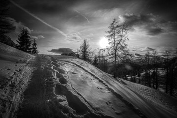 Black and white view of path beaten in the snow with larches that stand out in the sky. Fiorentina Valley, Dolomites, Italy