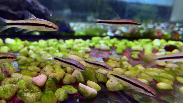 Crossocheilus Siamensis tropical fish swimming in an aquarium, creating a calm and fascinating atmosphere under water