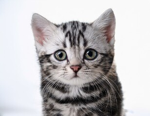 Little bengal kitten on the white fury blanket
