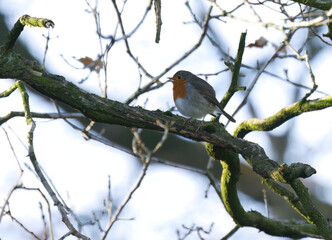 Chirping robin on a tree stump between twigs and branches, tweeting surrounded by autumn colours, Erithacus rubecula on a tree with blue background, songbird in autumn