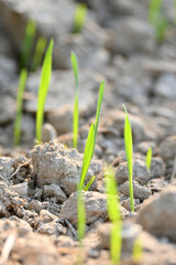 closeup the ripe green soil wheat stitch plant growing with leaves in the farm field with clay soft focus natural green brown background.