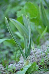 closeup the ripe green small garlic plant growing in the farm with brown soil soft focus natural brown background.