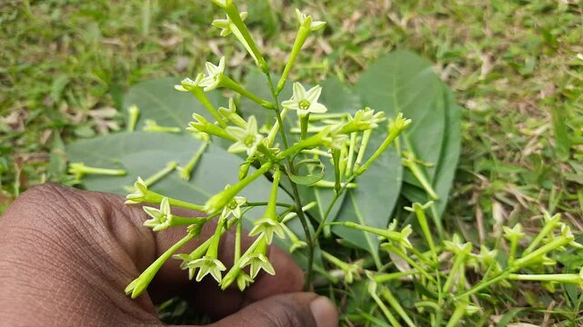 Night blooming jasmine flower. lts other names&nbsp;lady of the night flower, Cestrum nocturnum flower, night-blooming jessamine,&nbsp;night scented jessamine,&nbsp;night-scented cestrum and&nbsp;poisonberry flowers.