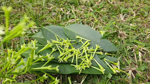 Night blooming jasmine flower. lts other names&nbsp;lady of the night flower, Cestrum nocturnum flower, night-blooming jessamine,&nbsp;night scented jessamine,&nbsp;night-scented cestrum and&nbsp;poisonberry flowers.